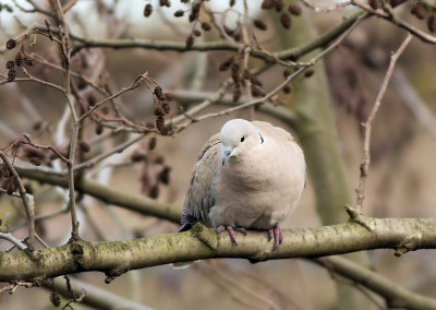 Turkse Tortel - Colarred Dove