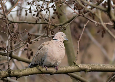 Turkse Tortel - Colarred Dove
