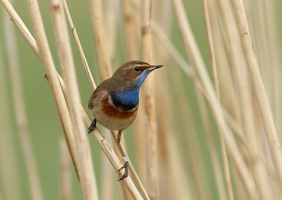 blauwborsten
