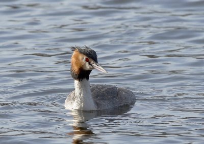Fuut -Great Crested Grebe