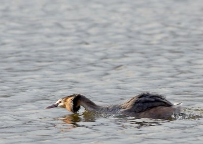 Fuut -Great Crested Grebe