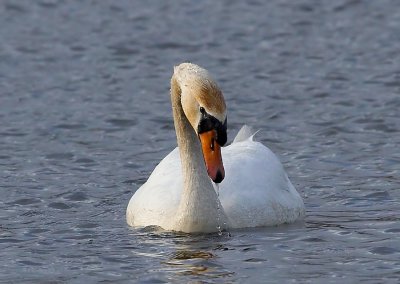 Knobbelzwaan - Mute Swan