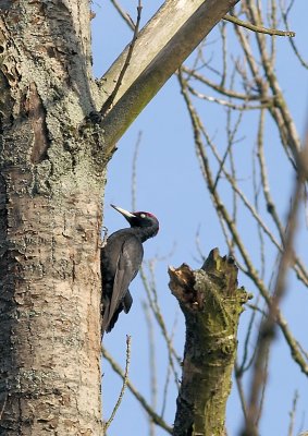 Zwarte Specht - Black Woodpecker