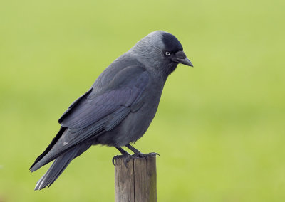Kauw - Eurasian Jackdaw