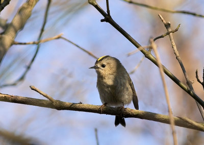 Goudhaan - Goldcrest
