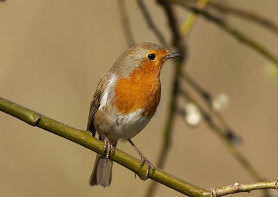 Roodborst - Robin - Birdsong included