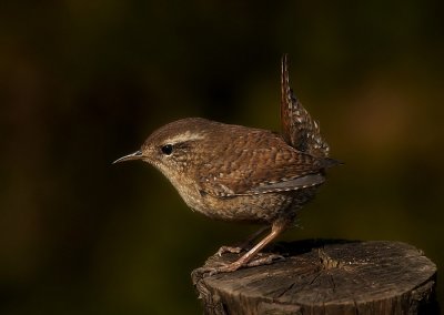 WINTERKONING - WREN