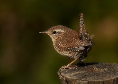 Winterkoning - Wren