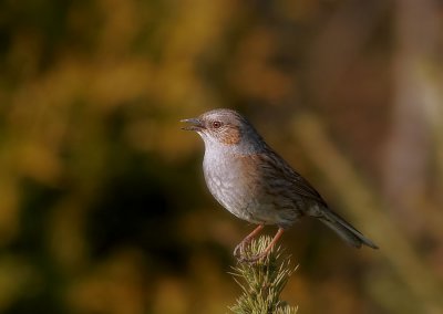 Heggemus - Hedge Accentor