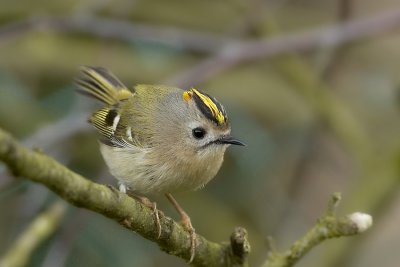 Goudhaan - Goldcrest