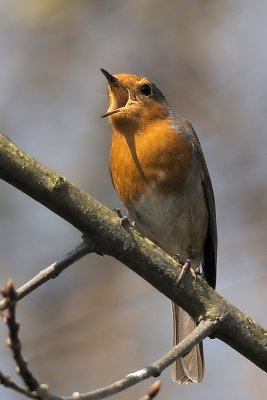Roodborst - Robin