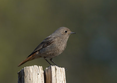 ROODSTAARTEN  -  REDSTARTS