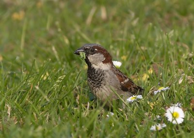 Huismus - House Sparrow