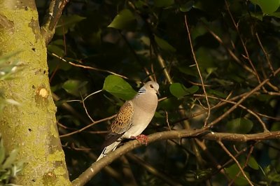 Zomertortel - Turtle Dove