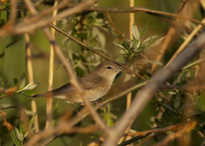 Tuinfluiter - Garden Warbler