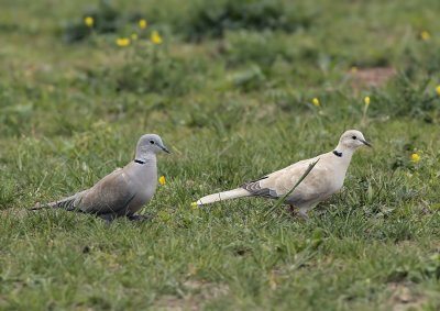 Turkse Tortelduif - Collared Dove