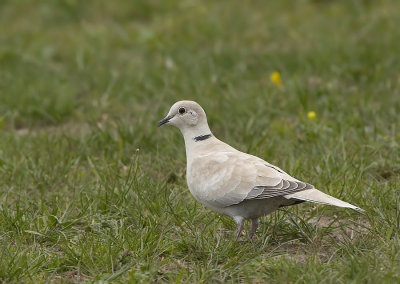 Turkse Tortelduif - Collared Dove