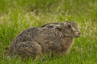 Haas - European Hare