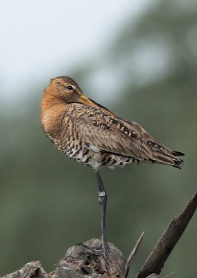 Grutto - Blacktailed Godwit