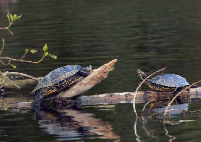 Roodwangschildpad - Red-eared Slider