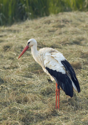Ooievaar - White Stork