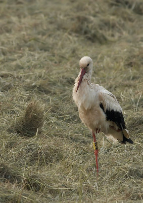 Ooievaar - White Stork