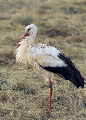 Ooievaar - White Stork