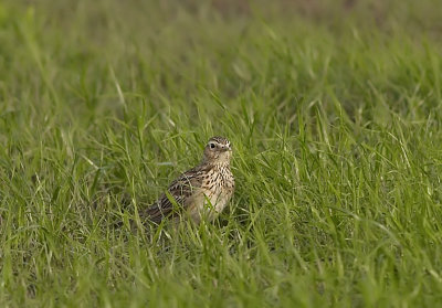 Veldleeuwerik - Sky Lark