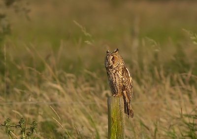Ransuil - Long-eared-Owl