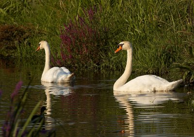 Knobbelzwaan - Mute Swan