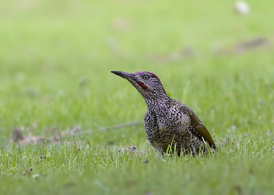 Groene Specht - Green Woodpecker