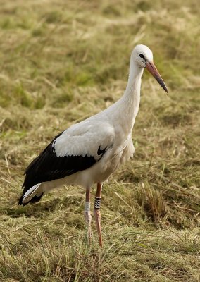 Ooievaar - White Stork