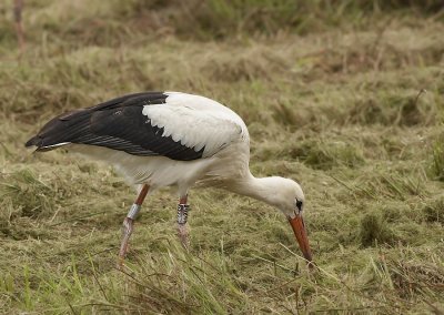 Ooievaar - White Stork