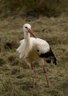 Ooievaar - White Stork