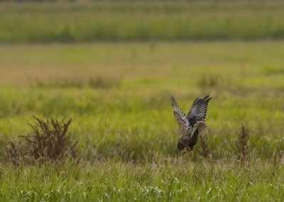 Bruine Kiekendief - Marsh Harrier