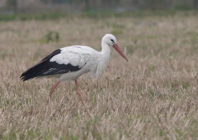 Ooievaar - White Stork