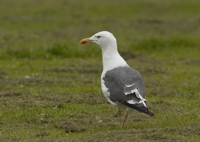 Kleine Mantelmeeuw - Lesser Black-backed Gull
