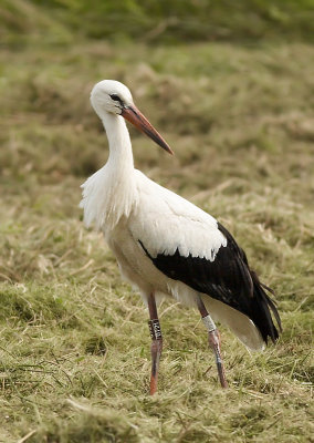 Ooievaar - White Stork