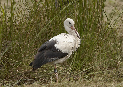 Ooievaar - White Stork