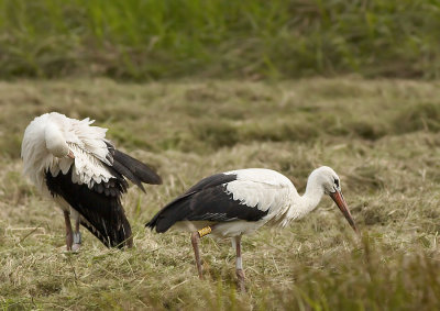 Ooievaar - White Stork