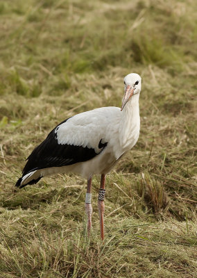 Ooievaar - White Stork