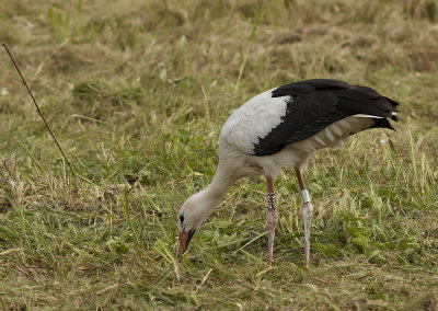 Ooievaar - White Stork