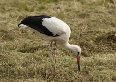 Ooievaar - White Stork