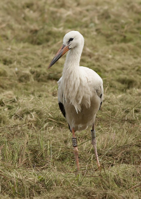 Ooievaar - White Stork