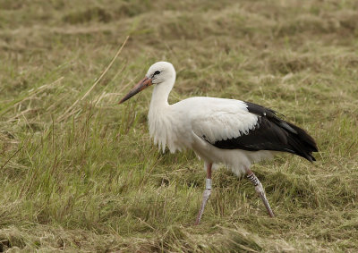 Ooievaar - White Stork