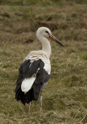 Ooievaar - White Stork