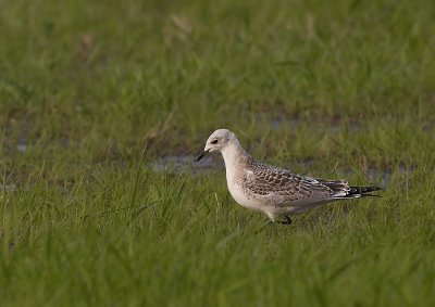 Zwartkopmeeuw - Mediterranean Gull