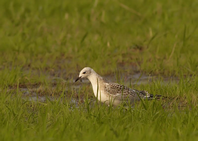 Zwartkopmeeuw - Mediterranean Gull