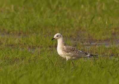 Zwartkopmeeuw - Mediterranean Gull