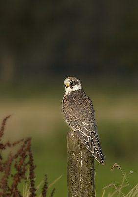 Roodpootvalk - Red-footed falcon